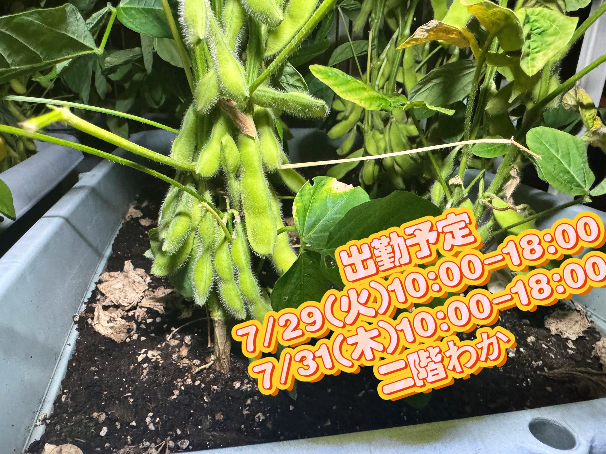家庭菜園